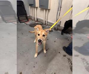 German Shepherd Dog Dogs for adoption in Camarillo, CA, USA