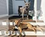 Small #12 American Pit Bull Terrier Mix