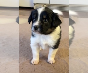 Border Collie-Papillon Mix Puppy for Sale in CULPEPER, Virginia USA