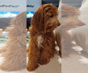 Cockapoo-Poodle (Miniature) Mix Puppy for Sale in AMADO, Arizona USA