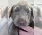 Small Photo #6 Labrador Retriever Puppy For Sale in HARLEM, GA, USA