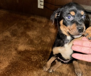 Rottweiler-American Pit Bull Terrier Puppy for sale in RENTON, WA, USA