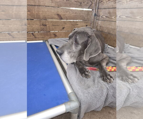 Medium Photo #2 Great Dane Puppy For Sale in Palm Beach, FL, USA