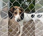 Small #9 Treeing Walker Coonhound Mix