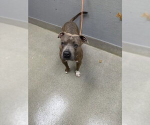 Mutt Dogs for adoption in Las Vegas, NV, USA