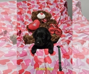 Medium Labrador Retriever