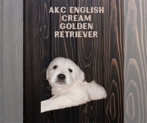 English Cream Golden Retriever Puppy for sale in MASON, OH, USA