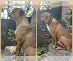 Small #3 Mutt