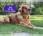 Small #19 Golden Retriever