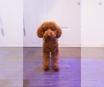 Small #2 Poodle (Toy)