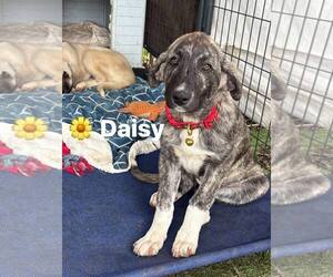 Anatolian Shepherd-Unknown Mix Dogs for adoption in Turlock, CA, USA