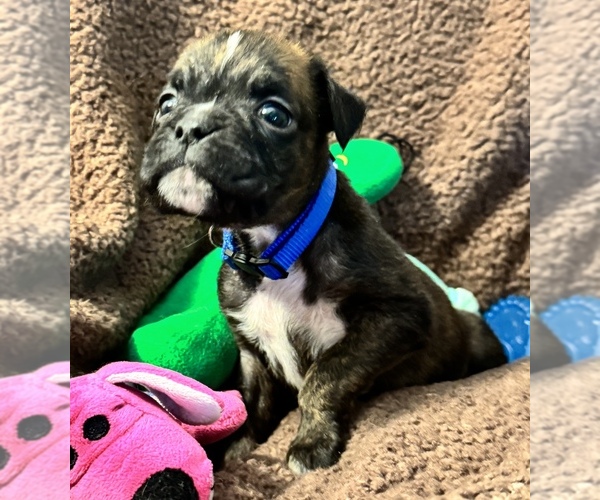 Medium Photo #3 Boxer Puppy For Sale in LANSING, MI, USA