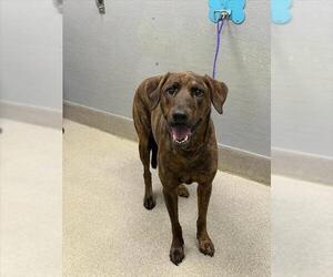 Catahoula Leopard Dog-Unknown Mix Dogs for adoption in Las Vegas, NV, USA