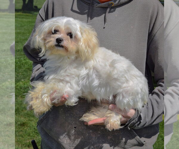 Medium Photo #2 Maltese Puppy For Sale in Huntley, IL, USA