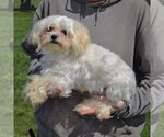 Small #1 Maltese