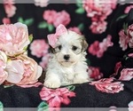Small Photo #6 -Maltese Mix Puppy For Sale in LEOLA, PA, USA