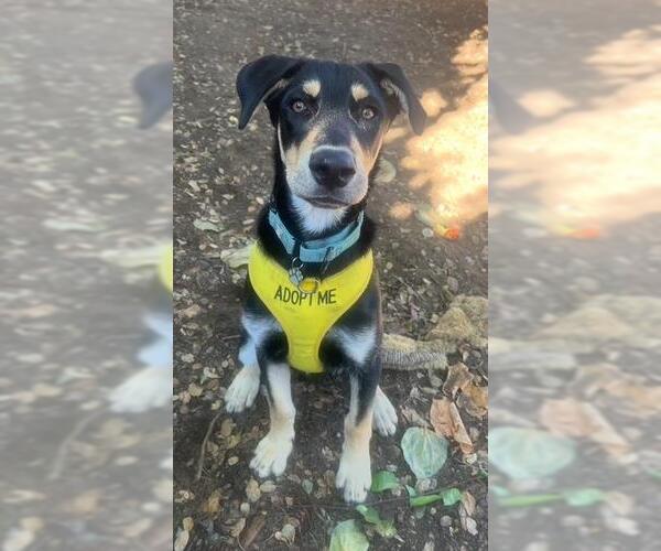 Medium Photo #2 Ibizan Hound-Labrador Retriever Mix Puppy For Sale in Santa Barbara, CA, USA