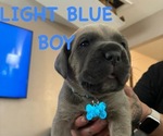 Puppy Light blue Cane Corso