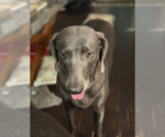 Small Photo #1 Weimaraner Puppy For Sale in FLEMING ISLAND, FL, USA