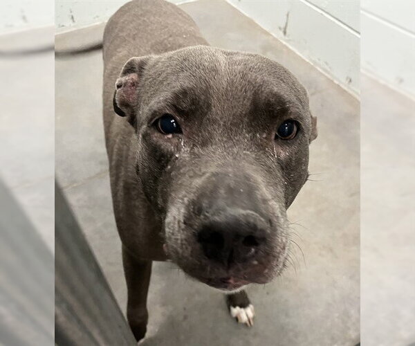 Medium Photo #1 American Pit Bull Terrier-Unknown Mix Puppy For Sale in Tavares, FL, USA