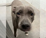 Small American Pit Bull Terrier Mix