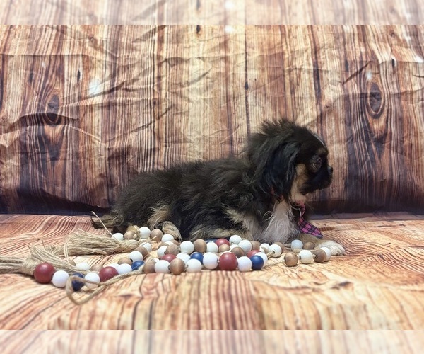 Medium Photo #4 Pekingese Puppy For Sale in RIPLEY, MS, USA