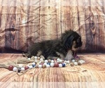 Small #3 Pekingese