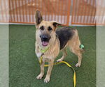 Small Photo #2 German Shepherd Dog-Unknown Mix Puppy For Sale in Las Vegas, NV, USA