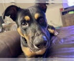 Small #9 Rottweiler Mix