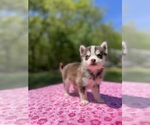 Small Photo #42 Pomsky Puppy For Sale in DRACUT, MA, USA
