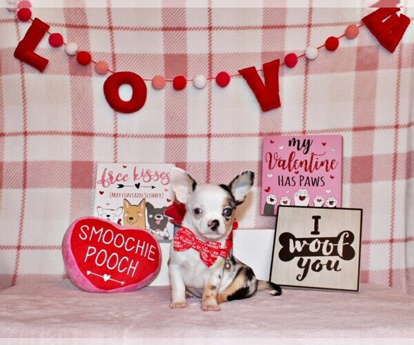 Medium Photo #1 Chihuahua Puppy For Sale in CHARLESTON, AR, USA