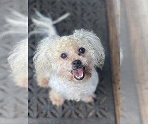 Poodle (Miniature) Dogs for adoption in Dana Point, CA, USA