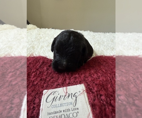 Medium Photo #130 Bernedoodle Puppy For Sale in BELMONT, NC, USA