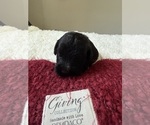 Small #129 Bernedoodle