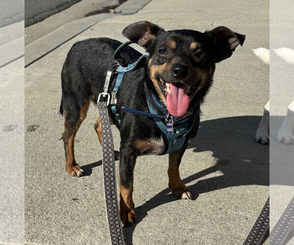 Medium Photo #7 Chipin Puppy For Sale in Newport Beach, CA, USA