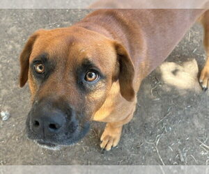 Mutt Dogs for adoption in Tulsa, OK, USA