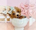 Small Photo #12 Poodle (Toy) Puppy For Sale in DELRAY BEACH, FL, USA