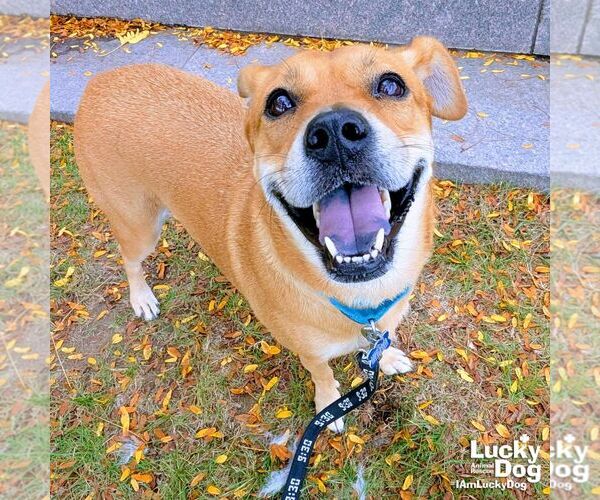 Medium Photo #8 Labrador Retriever-Retriever  Mix Puppy For Sale in Washington, DC, USA