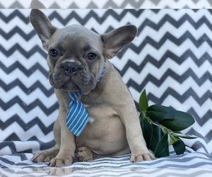 French Bulldog Puppy for sale in EAST EARL, PA, USA
