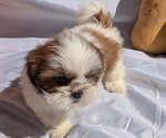 Small Photo #5 Shih Tzu Puppy For Sale in GOSHEN, IN, USA