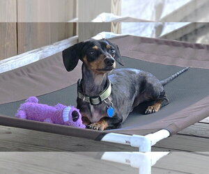 Prospect Pete LA - Male Dachshund Dog for Adoption - Photo #7