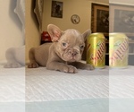 Small Photo #3 French Bulldog Puppy For Sale in CERES, CA, USA