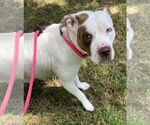 Small #8 American Staffordshire Terrier Mix