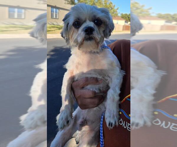 Medium Photo #4 Shih Tzu Puppy For Sale in San Antonio, TX, USA