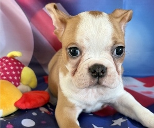 Boston Terrier Puppy for sale in CENTER HILL, FL, USA