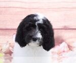 Small Photo #2 Sheepadoodle Puppy For Sale in MARIETTA, GA, USA