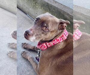 Medium American Staffordshire Terrier