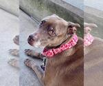Small American Staffordshire Terrier