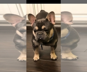 Father of the French Bulldog puppies born on 09/09/2019