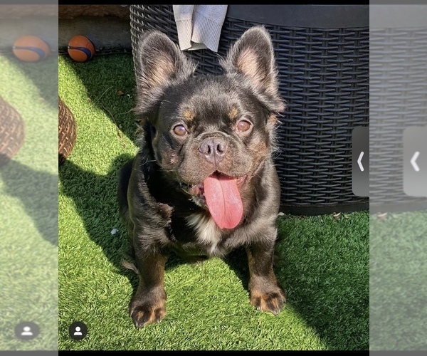 Medium Photo #1 French Bulldog Puppy For Sale in TUCSON, AZ, USA